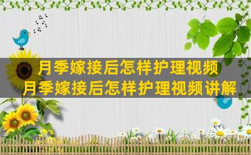 月季嫁接后怎样护理视频 月季嫁接后怎样护理视频讲解